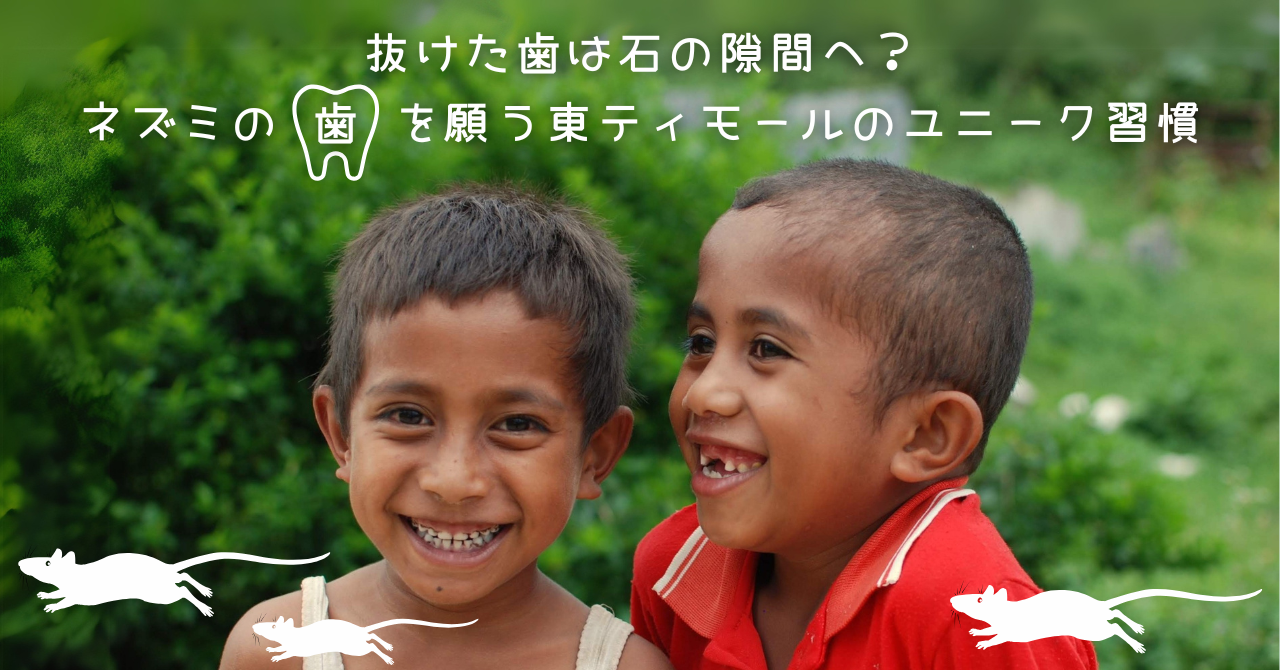 【東ティモール事業配信】抜けた歯は石の隙間へ？ネズミの歯を願う東ティモールのユニーク習慣